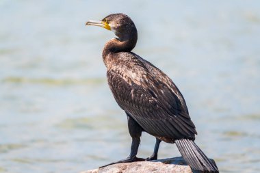 Deniz kıyısındaki bir taşın üzerinde duran büyük karabatak, Phalacrocorax karbonhidrat. Büyük karabatak, Phalacrocorax karbonhidrat, büyük siyah karabatak, ya da siyah sevişme olarak bilinir..