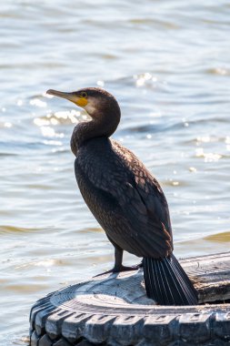 Büyük karabatak, Phalacrocorax karbonhidrat, gölün kıyısındaki eski bir lastiğin üzerinde duruyor. Büyük karabatak, Phalacrocorax karbonhidrat, büyük siyah karabatak, ya da siyah sevişme olarak bilinir..