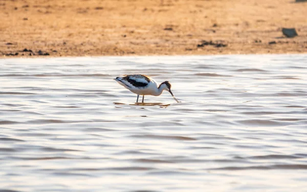 Kuşu Avocet Recurvirostra Avosetta Gölde Besleniyor Fareli Köyün Avocet Uzun — Stok fotoğraf