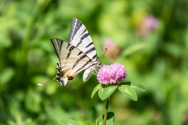 Borboleta Bonita Scarce Swallowtail Vela Swallowtail Pear Árvore Swallowtail Podalirius — Fotografia de Stock