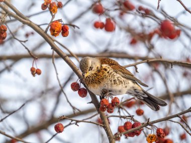 Saha, Lat. Turdus Pilaris, çalılıklarda oturur ve kışın veya ilkbaharın başlarında yabani kırmızı elmalarla beslenir..