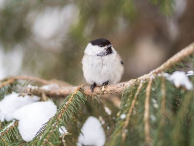 Cute bird the willow tit, song bird sitting on the fir branch with snow in winter. Willow tit perching on tree in winter. The willow tit, lat. Poecile montanus.