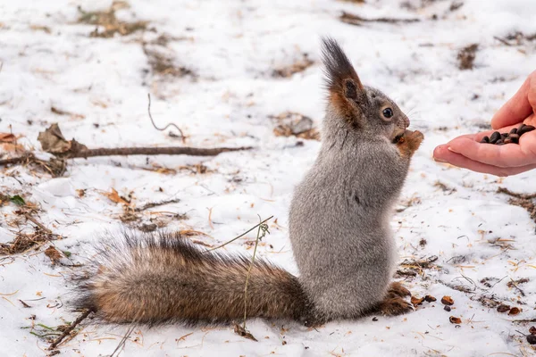 Kışın Sincap Bir Adamın Elinden Fındık Yiyor Kışın Sonbaharda Hayvanlara — Stok fotoğraf