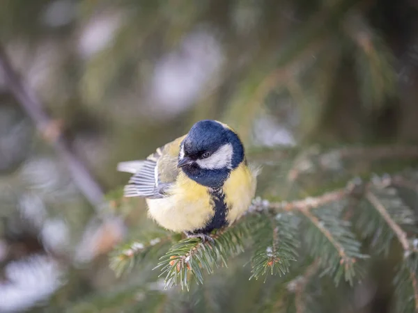 Cute Bird Great Tit Songbird Sitting Fir Branch Snow Winter — Photo