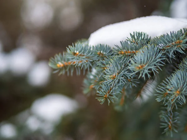 Kışın Karla Kaplı Yeşil Köknar Dalları Arka Plan Olarak Köknar — Stok fotoğraf