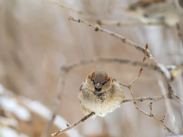 Sparrow Yaprakları Olmayan Bir Dalda Oturuyor Sonbaharda Kışın Bir Dalda — Stok fotoğraf