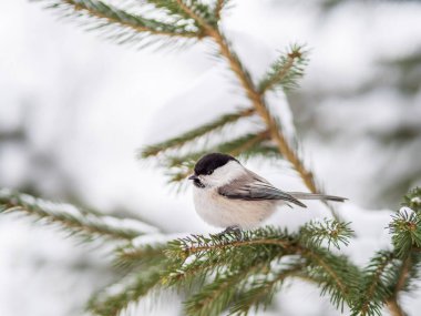 Cute bird the willow tit, song bird sitting on the fir branch with snow in winter. Willow tit perching on tree in winter. The willow tit, lat. Poecile montanus.