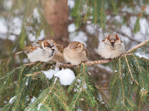 Trois Moineaux Sont Assis Sur Une Branche Sapin Bruants Sur — Photo