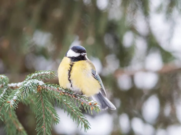 Cute Bird Great Tit Songbird Sitting Fir Branch Snow Winter — Stockfoto