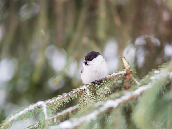 Cute Bird Willow Tit Song Bird Sitting Fir Branch Snow — стоковое фото