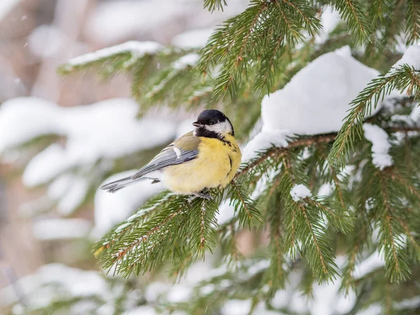 Cute Bird Great Tit Songbird Sitting Fir Branch Snow Winter — Stockfoto
