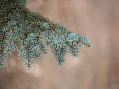 Gün batımında iğneli fidan dalı. Güneş ışınlarında fidan dalı.