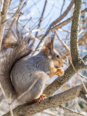 Fındıklı sincap kışın ya da sonbaharın sonunda ağaçta oturur. Avrasya kızıl sincabı, Sciurus vulgaris.