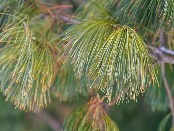 Cedrové Větve Dlouhými Nadýchanými Jehlami Pinus Sibirica Nebo Sibiřská Borovice — Stock fotografie