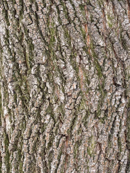 단풍나무의 형상화 나무껍질의 단풍나무 껍질의 갈라진 나무껍질 단풍나무의 모양을 — 스톡 사진