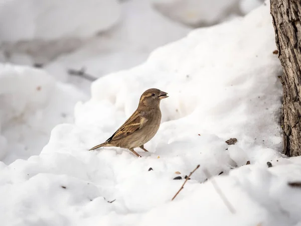 House Sparrow Passer Domesticus Staande Sneeuw Close Van Een Wilde — Stockfoto