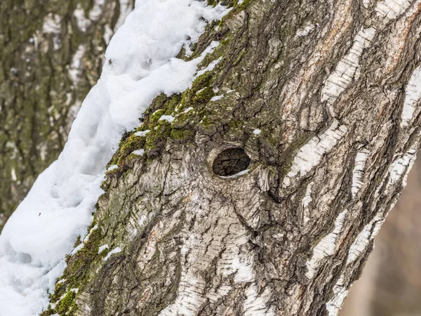 Struktura Březové Kůry Sněhem Birch Betula Kyvadlo Kmen Stromu Zimním — Stock fotografie