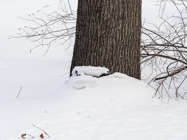 Kufer Drzewa Zasypany Śniegiem Zimie Kufer Dębu Pokryty Śniegiem Natura — Zdjęcie stockowe