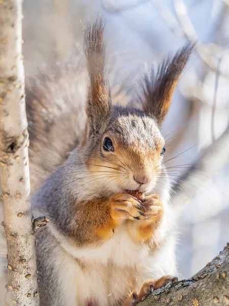 Squirrel Nut Sits Tree Winter Late Autumn Eurasian Red Squirrel — Stock Photo, Image