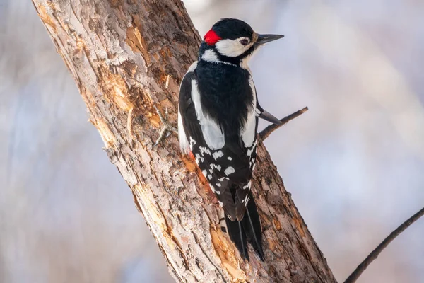 Little woodpecker sits on a tree trunk. A woodpecker obtains food on a large tree in spring. The great spotted woodpecker, Dendrocopos major