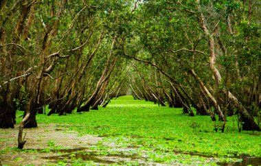 tramvay su sulak orman, giang, vietnam