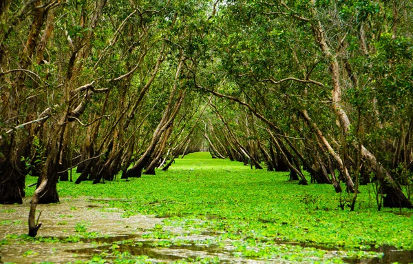 Tranvía Su Bosque de Humedales, An Giang, Vietnam Fotos De Stock