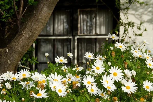 Bloemen buiten windows — Stockfoto