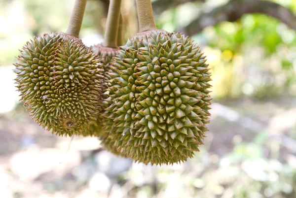 Durians on tree — Stock Photo, Image