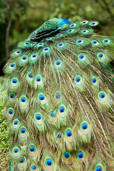 Elegante pavo real mostrando sus plumas —  Fotos de Stock