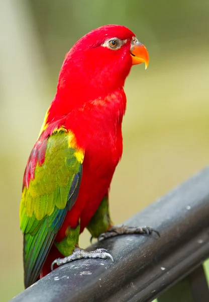 Portrait of a red parrot — Stock Photo, Image