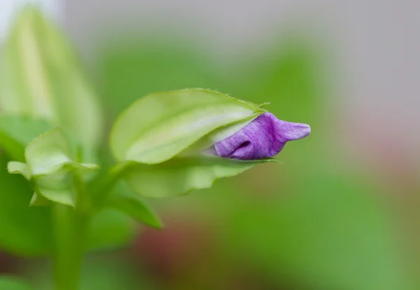 Bloem naar bud — Stockfoto