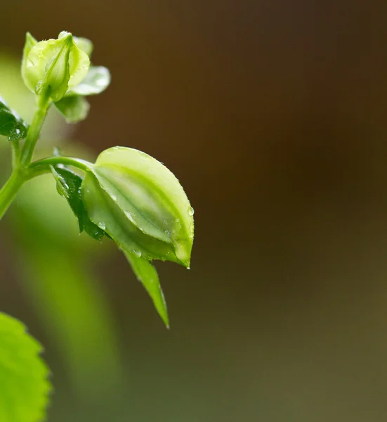 Flower going to bud — Stock Photo, Image