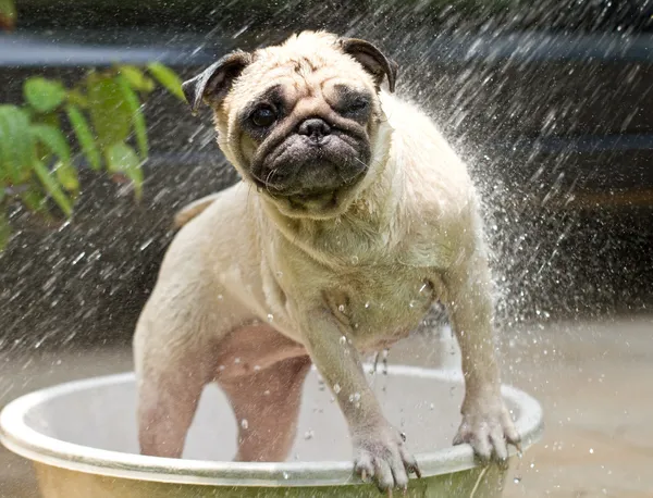 bir duş ya da banyo alarak pug