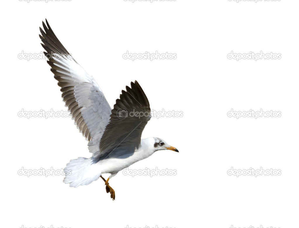 Soaring seagull isolated on white background