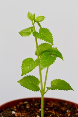 toprak kap içinde büyüyen yeşil bitki