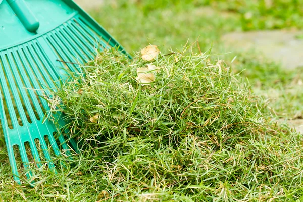 taze kesik atılır için çim