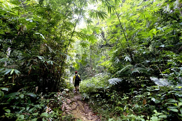 Homem caminhando em uma floresta tropical espessa — Fotografia de Stock