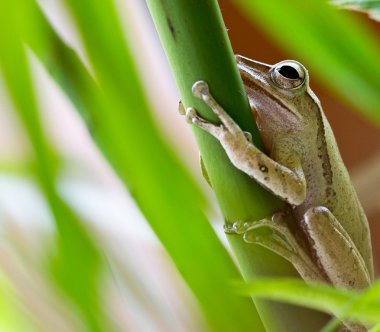 ağaç kurbağası ağaç bitki üzerinde dinlenme