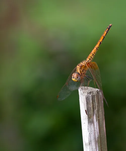 Dragonfly rustend op stuk hout — Stockfoto