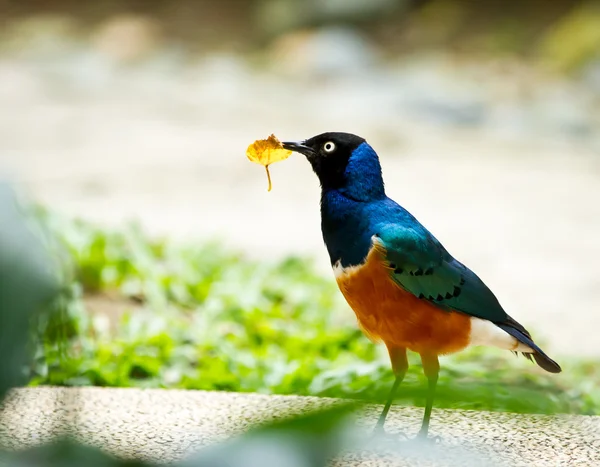 Vackra ser fantastisk starling — Stockfoto