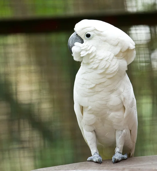 Retrato de un loro blanco —  Fotos de Stock