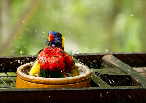 bird taking a shower feeling good
