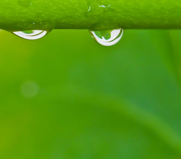 Gotas de água no fundo verde — Fotografia de Stock