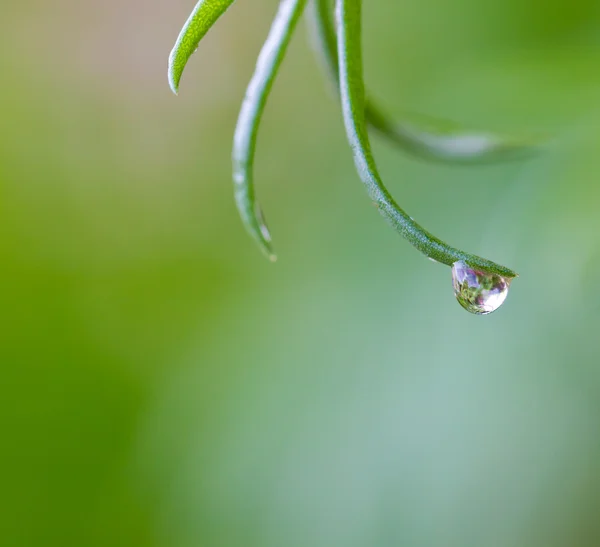 Vatten droplet på grön bakgrund — Stockfoto