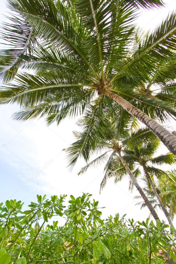 Coconut trees in tropical countries — Stock Photo © sinseeho 26655771
