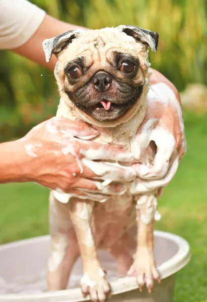 Dog bathing — Stock Photo, Image