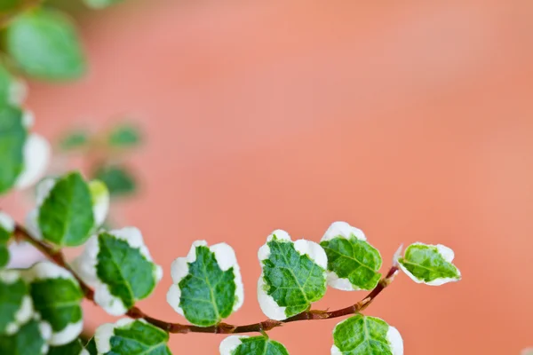 Green Plants — Stock Photo, Image