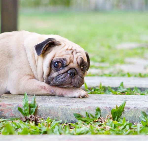 Pug de weinig waakhond in de tuin — Stockfoto