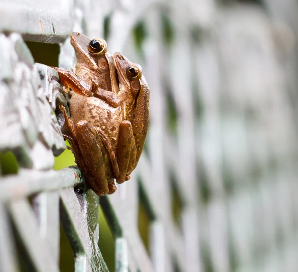 Accoppiamento rana — Foto Stock