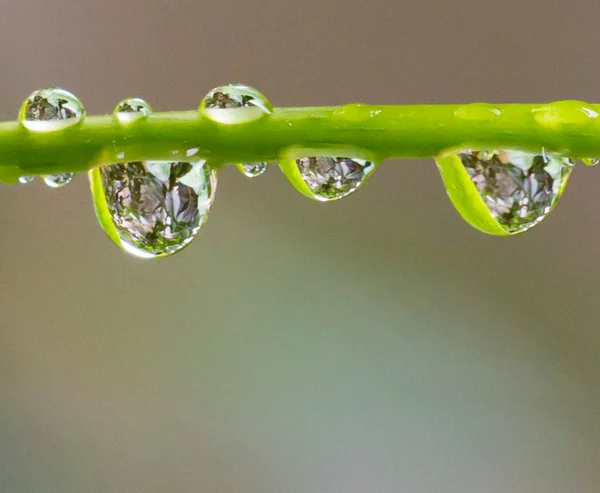 Spiegelung im Morgentau — Stockfoto